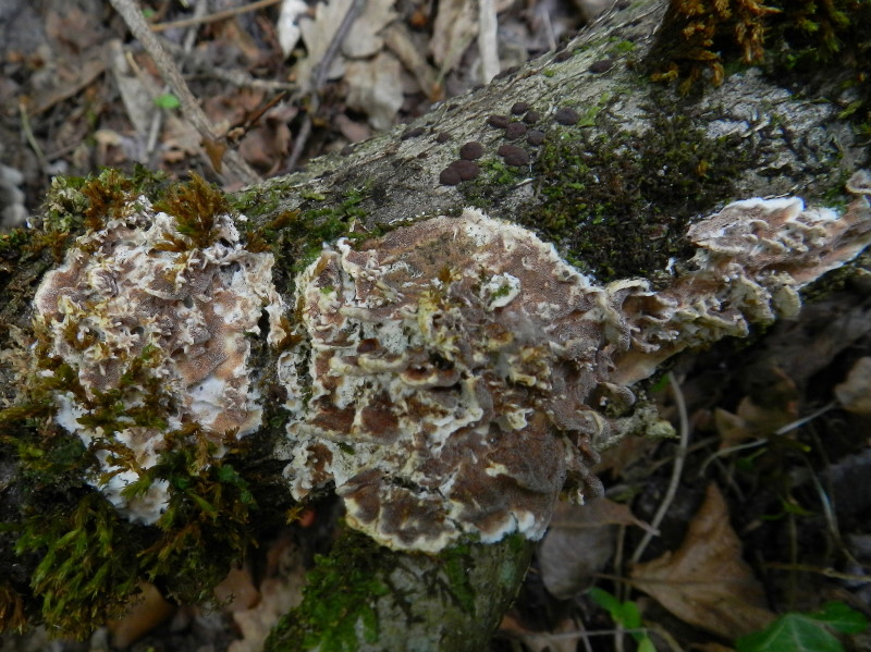 Quinto del 1� maggio (Gloeoporus dichrous)